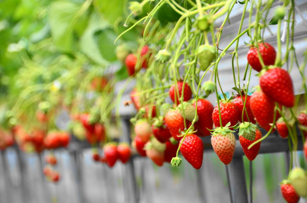 いちご狩りのイメージ画像